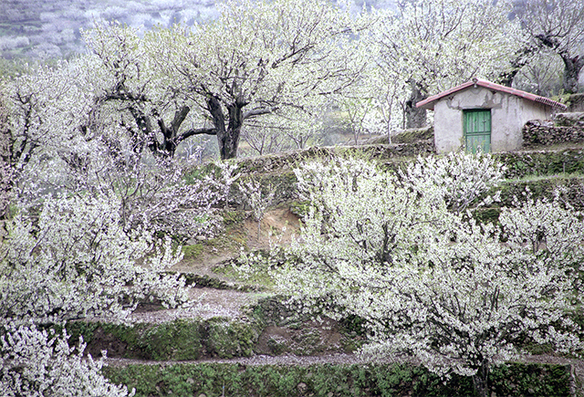 Springtime in Spain: The Jerte Valley