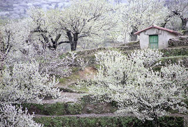 Frühling in Spanien: Das Jerte – Tal