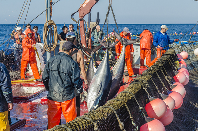 Tuna Route in Conil de la frontera