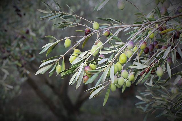 Aceitunas