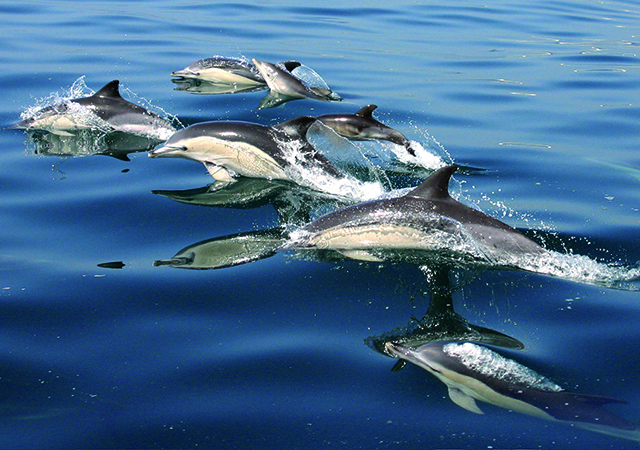Delfin-Sichtung_Gibraltar2