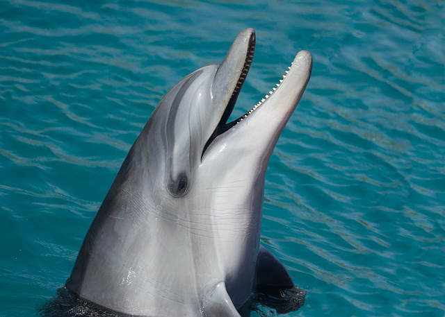 Spotting dolphins in Gibraltar