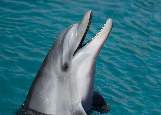 Auf Delfin- Sichtung in Gibraltar