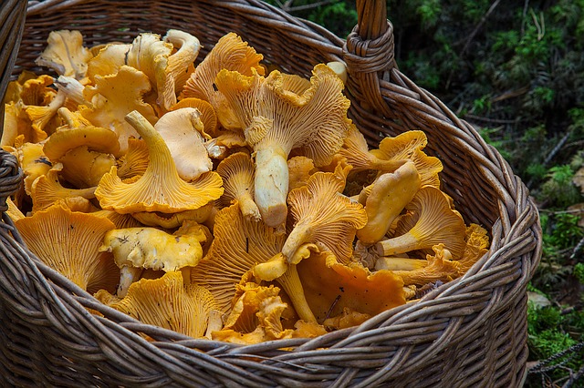 The flavor of autumn: wild mushrooms in northern Spain