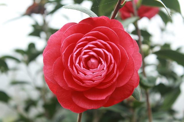 camellia-689823_640