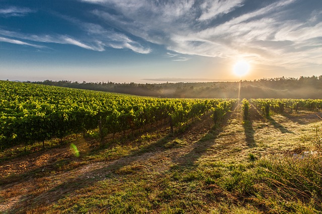 The season for wine tourism in Spain