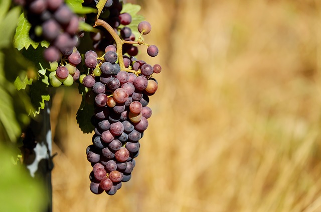 La Vendimia: Spaniens Feste zur Weinernte