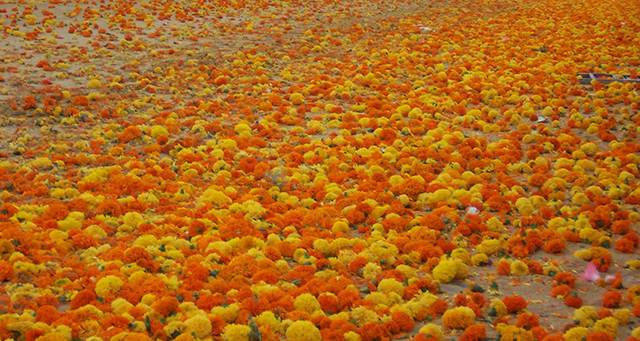 Ein Fest der Farben: Valencias Blumenschlacht