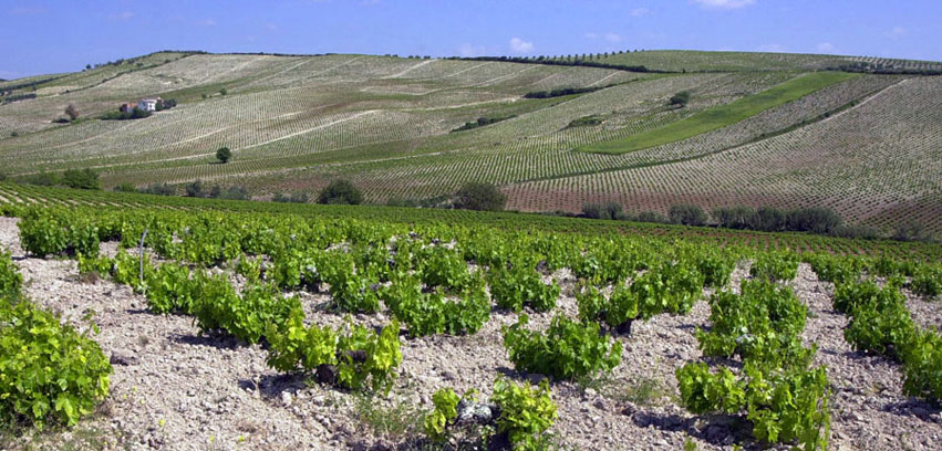 Montilla-Moriles: An unforgettable wine route
