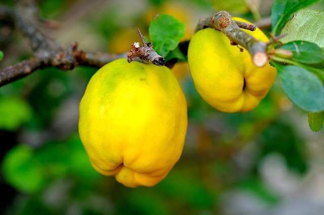 A Spanish autumn treat: Dulce de membrillo