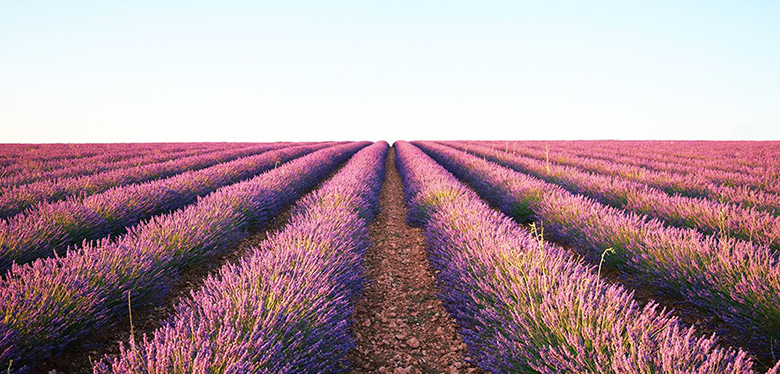 Lavender fields of La Mancha