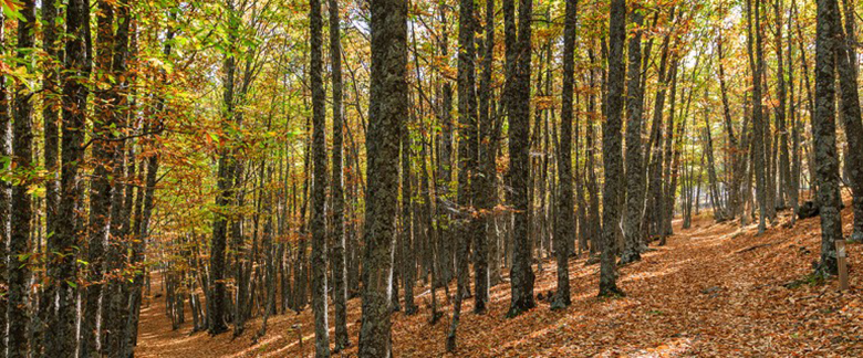 Buchenwälder in Spanien: ein ideales Reiseziel im Herbst